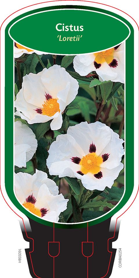 Cistus x loretii