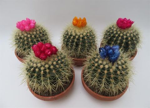 Echinocactus grusonii