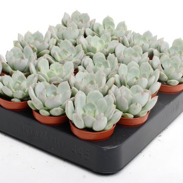 Echeveria secunda