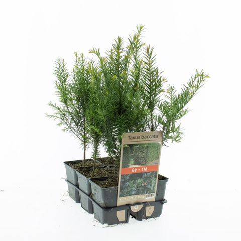 Taxus baccata