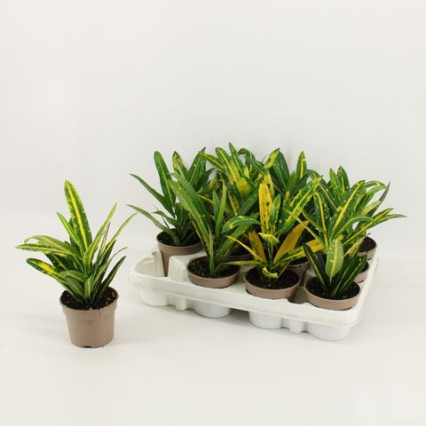 Codiaeum variegatum 'Sunny Star'