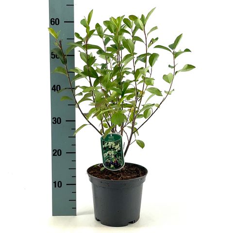 Aronia melanocarpa 'Professor Ed'