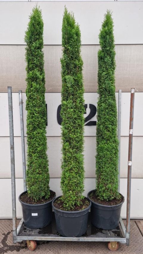 Thuja occidentalis 'Smaragd'