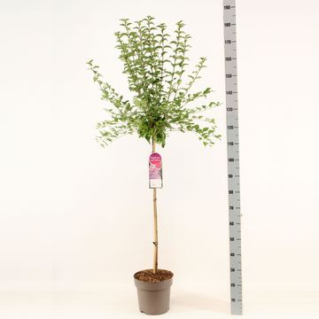 Syringa SUGAR PLUM FAIRY