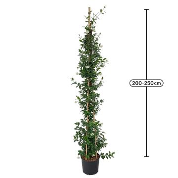 Trachelospermum jasminoides