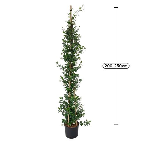 Trachelospermum jasminoides