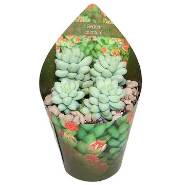 Sedum burrito