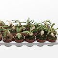 Euphorbia stellata