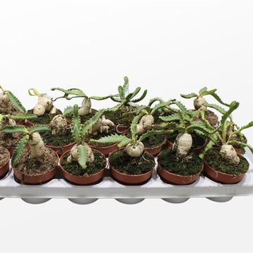 Euphorbia stellata