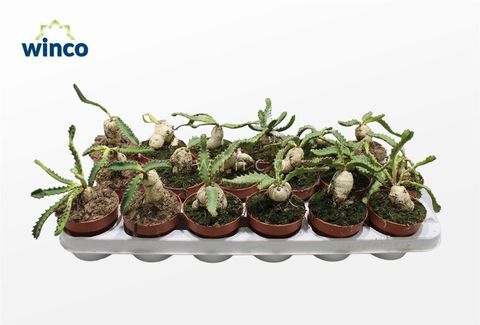 Euphorbia stellata