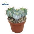 Astrophytum ornatum