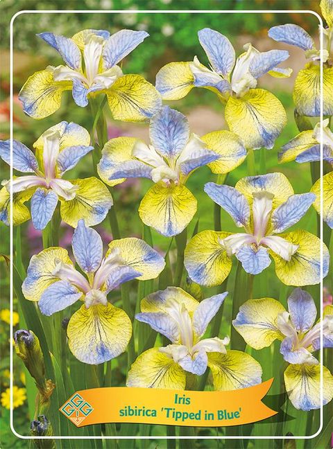 Iris sibirica 'Tipped in Blue'