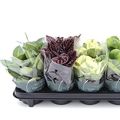 Peperomia MIX