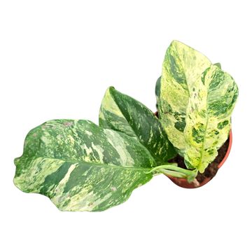 Rhaphidophora puberula 'Variegata'