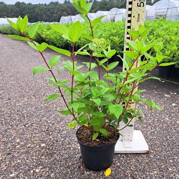 Hydrangea paniculata 'Grandiflora'