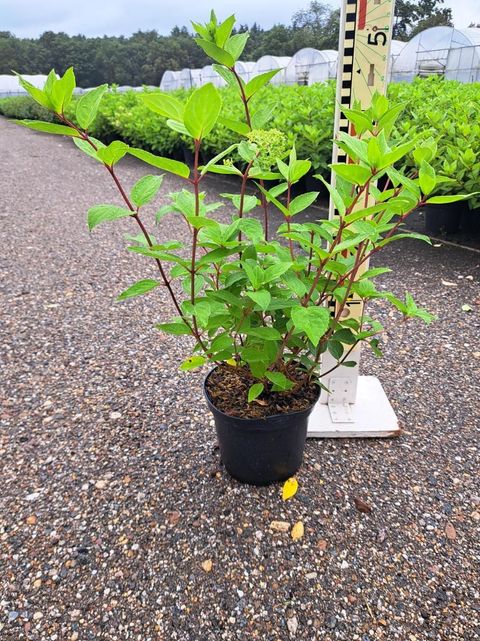 Hydrangea paniculata 'Grandiflora'