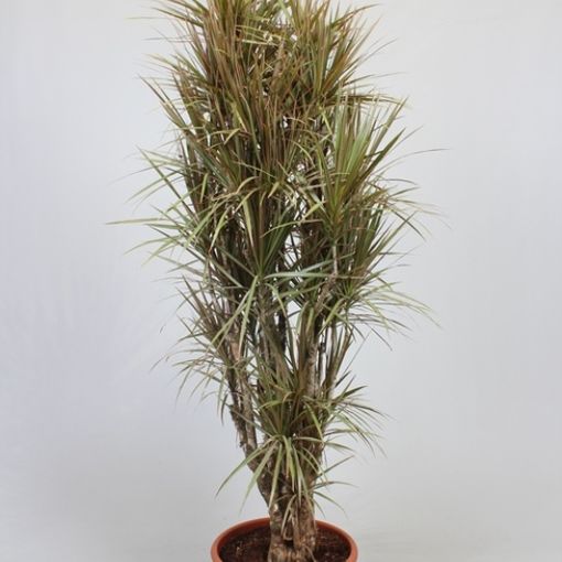 Dracaena marginata 'Bicolor' (Fachjan)