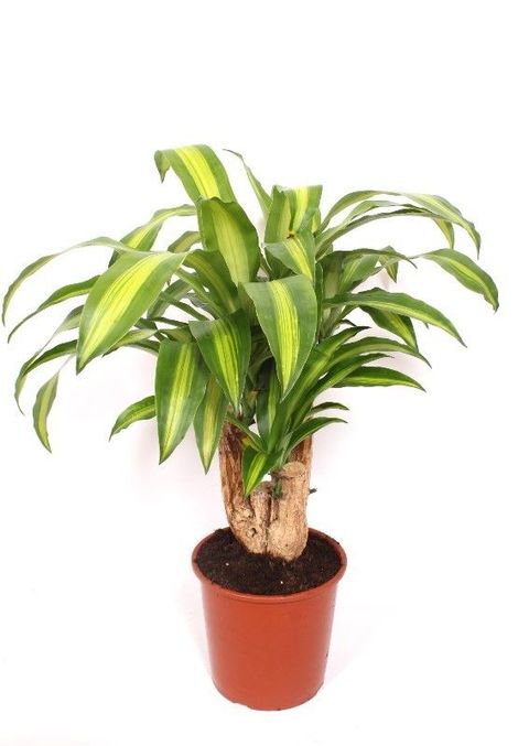 Dracaena fragrans 'Massangeana'