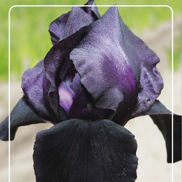 Iris 'Black Watch'