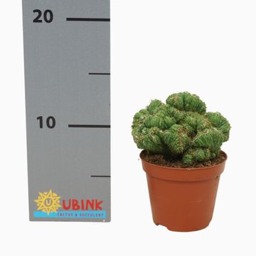 Cereus peruvianus monstrosus cristata