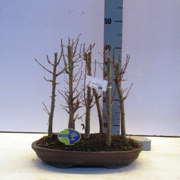 Pseudolarix amabilis