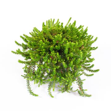 Empetrum nigrum
