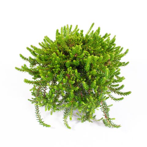 Empetrum nigrum