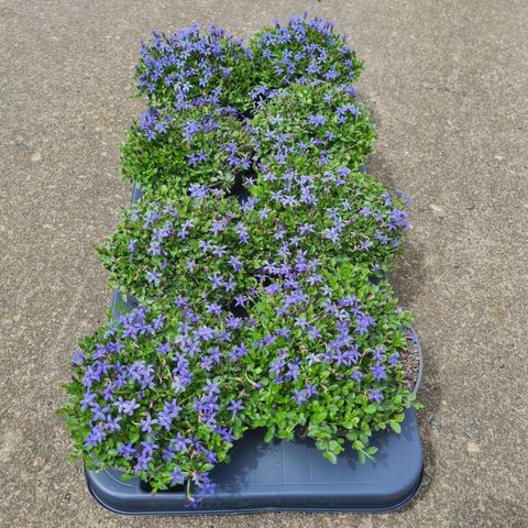 Isotoma fluviatilis 'Dark Blue'