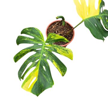 Monstera deliciosa 'Variegata Aurea'