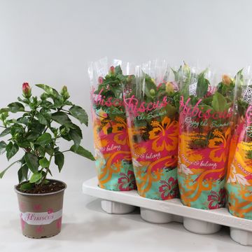 Hibiscus rosa-sinensis MIX