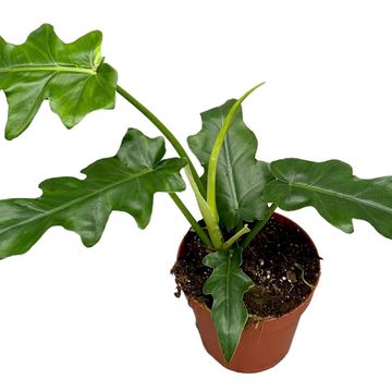 Filodendron 'Bob Cee'