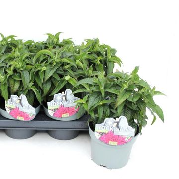 Monarda BALMY MIX