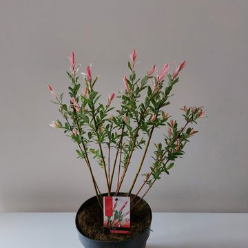 Salix integra 'Flamingo'