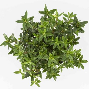 Rhododendron 'Blue Tit'