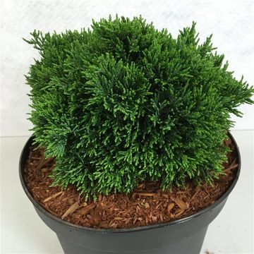 Chamaecyparis lawsoniana 'Green Globe'