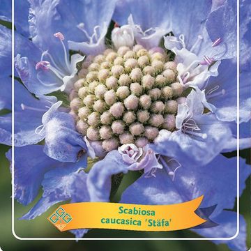 Scabiosa MIX