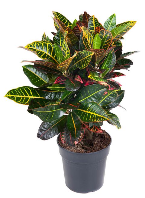 Codiaeum variegatum 'Petra'