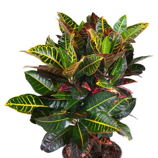 Codiaeum variegatum 'Petra'