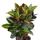 Codiaeum variegatum 'Petra'