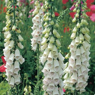 Digitalis purpurea 'Alba'