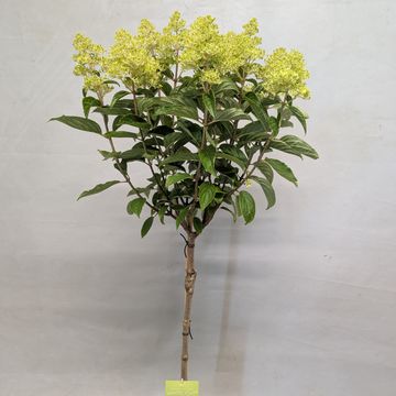 Hydrangea paniculata GARDENLIGHTS WHITELIGHT