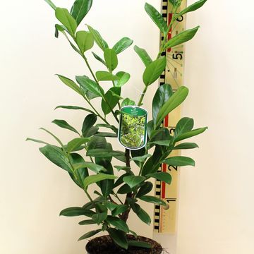 Prunus laurocerasus 'Novita'