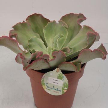 Echeveria 'Giant Blue'