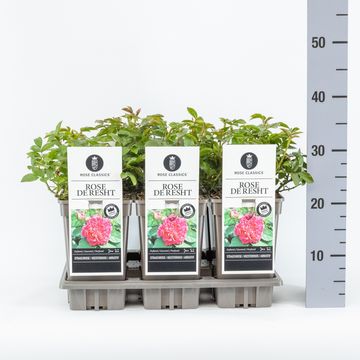 Rosa 'Rose de Resht'