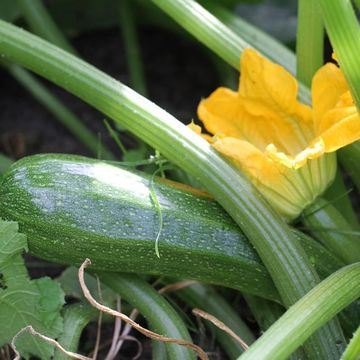 Cucurbita pepo 'Dunja'
