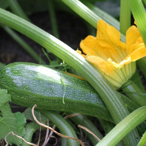 Cucurbita pepo 'Dunja'