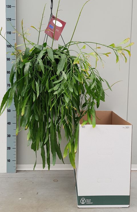 Pseudorhipsalis ramulosa 'Red Coral'