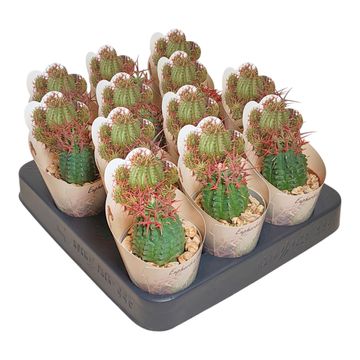 Euphorbia stellispina