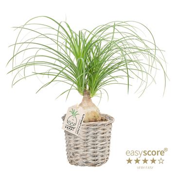 Beaucarnea recurvata
