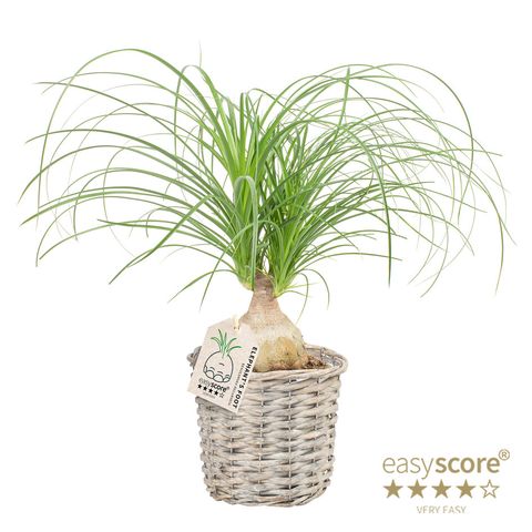 Beaucarnea recurvata